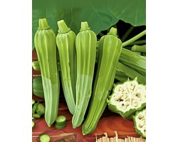 Okra Zaden Clemson Spineless Abelmoschus Esculentus Eenjarig