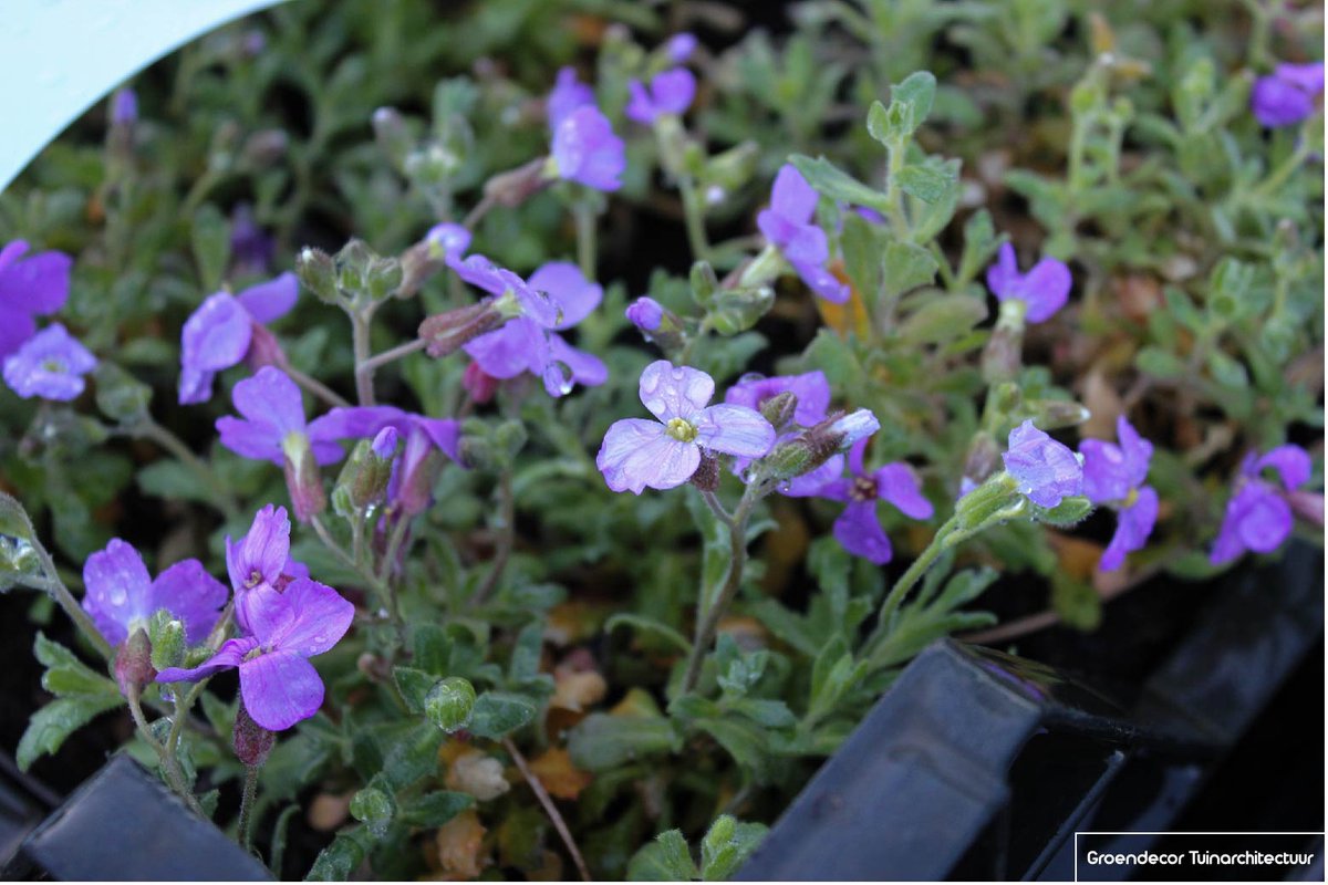 6x Randjesbloem - Aubrieta hybr. 'Cascade Blue' | 9x9 cm pot