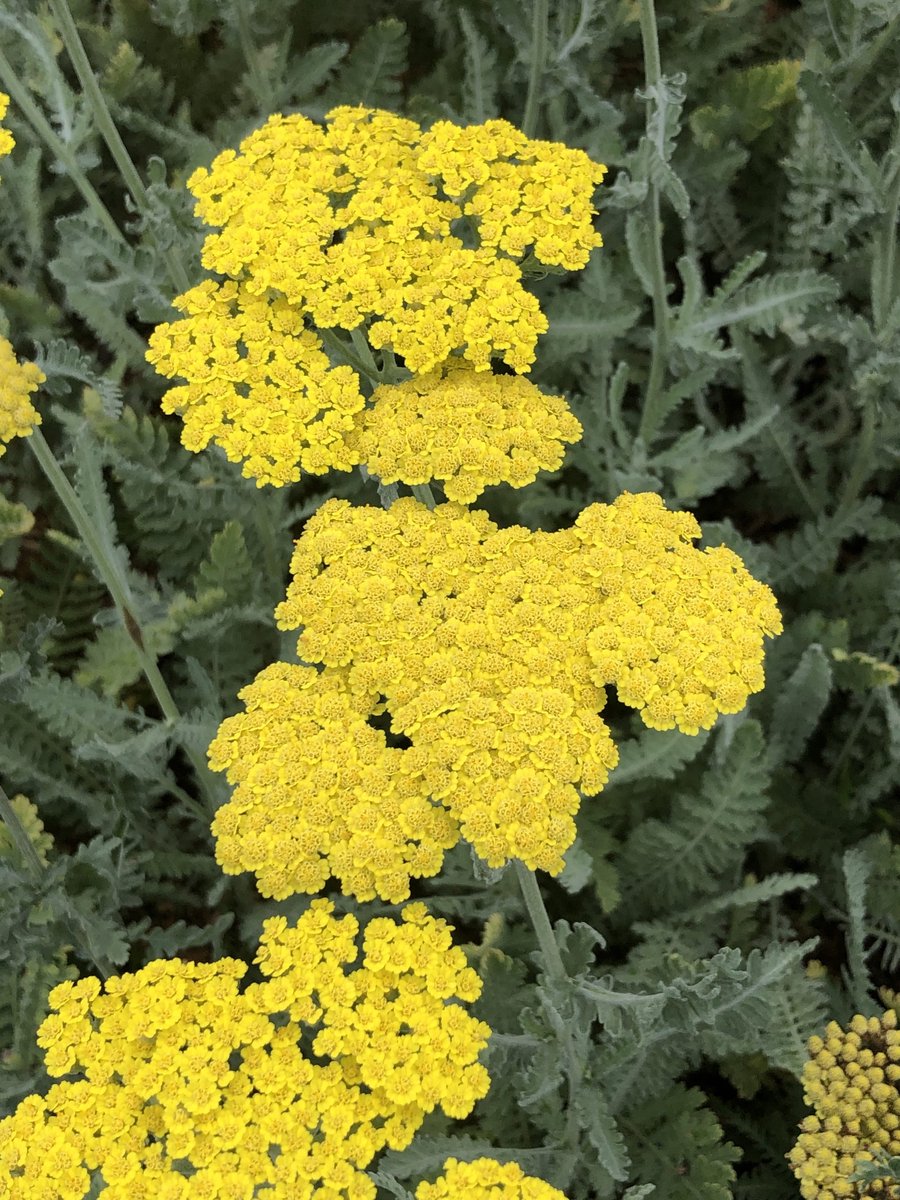6x Duizendblad - Achillea ‘Moonshine’ | 9x9 cm pot