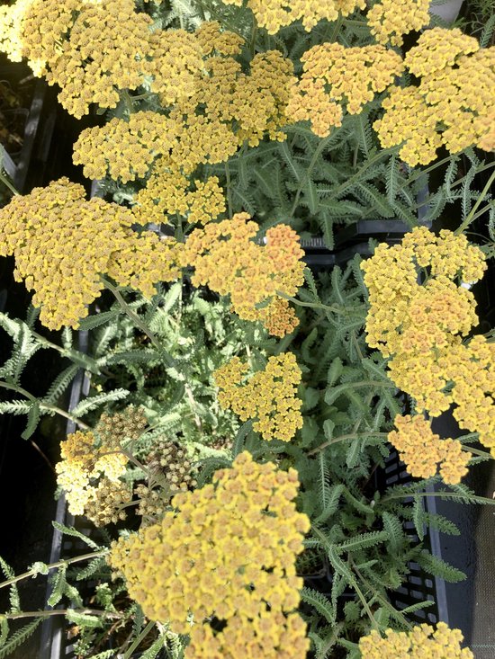 6x Duizendblad - Achillea 'Terracotta' | 9x9 cm pot