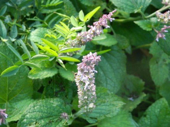 Spirée (Astilbe chinensis 'Pumila') - megatuinshop