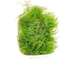 Tropica Vesicularia ferriei (Huilende Moss) (Weeping Moss) - Aquariumplanten
