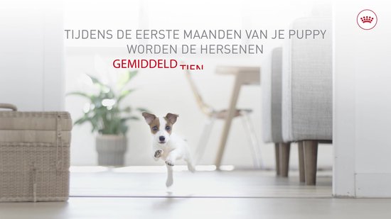 Royal Canin Mini Puppy in Saus - Hondenvoer - 12x85g - Natvoer