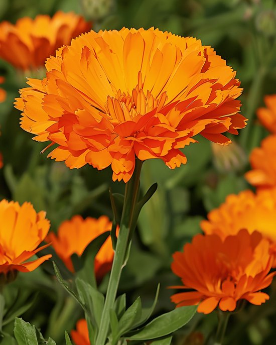 2 sets - Goudsbloem Zaden Ball's Orange Calendula Officinalis Eenjarig Dubbelbloemig