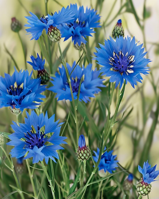 2 sets - Wilde Korenbloem Zaden Centaurea Cyanus Biologisch Eenjarig