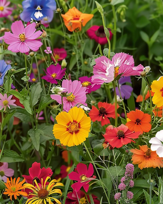 5 sets - Vlinderbloemen Zaden Eenjarig Mengsel Voor Vlinders En Bijen