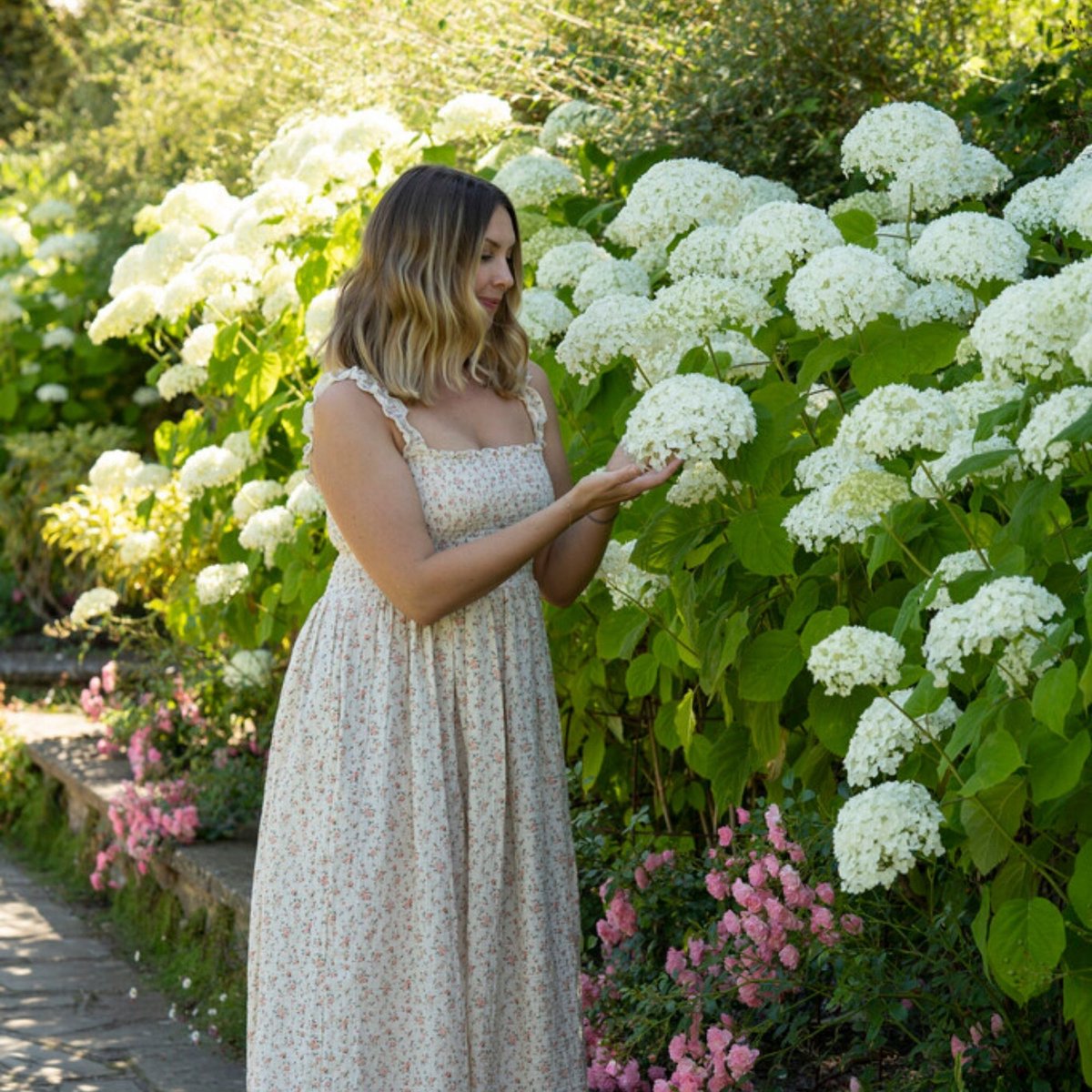 Boomhortensia (Hydrangea arborescens) - Hortensia Annabelle - Vaste planten - Bijen-Vlinders - Snijbloemen - (Ook)-Voor in huis