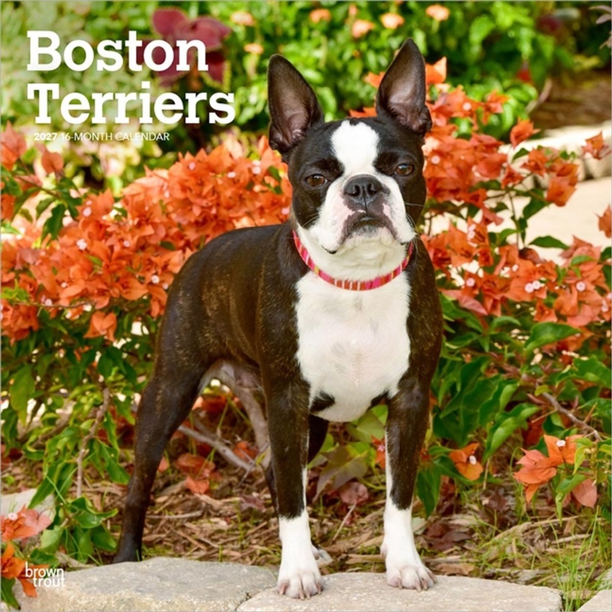 Boston Terrier Kalender 2027