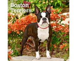 Boston Terrier Kalender 2027
