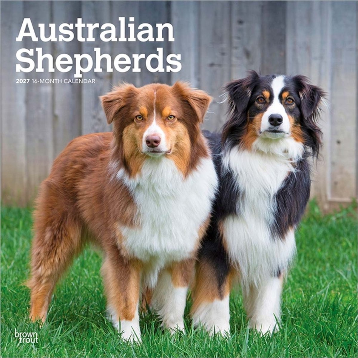Australian Shepherd Kalender 2027
