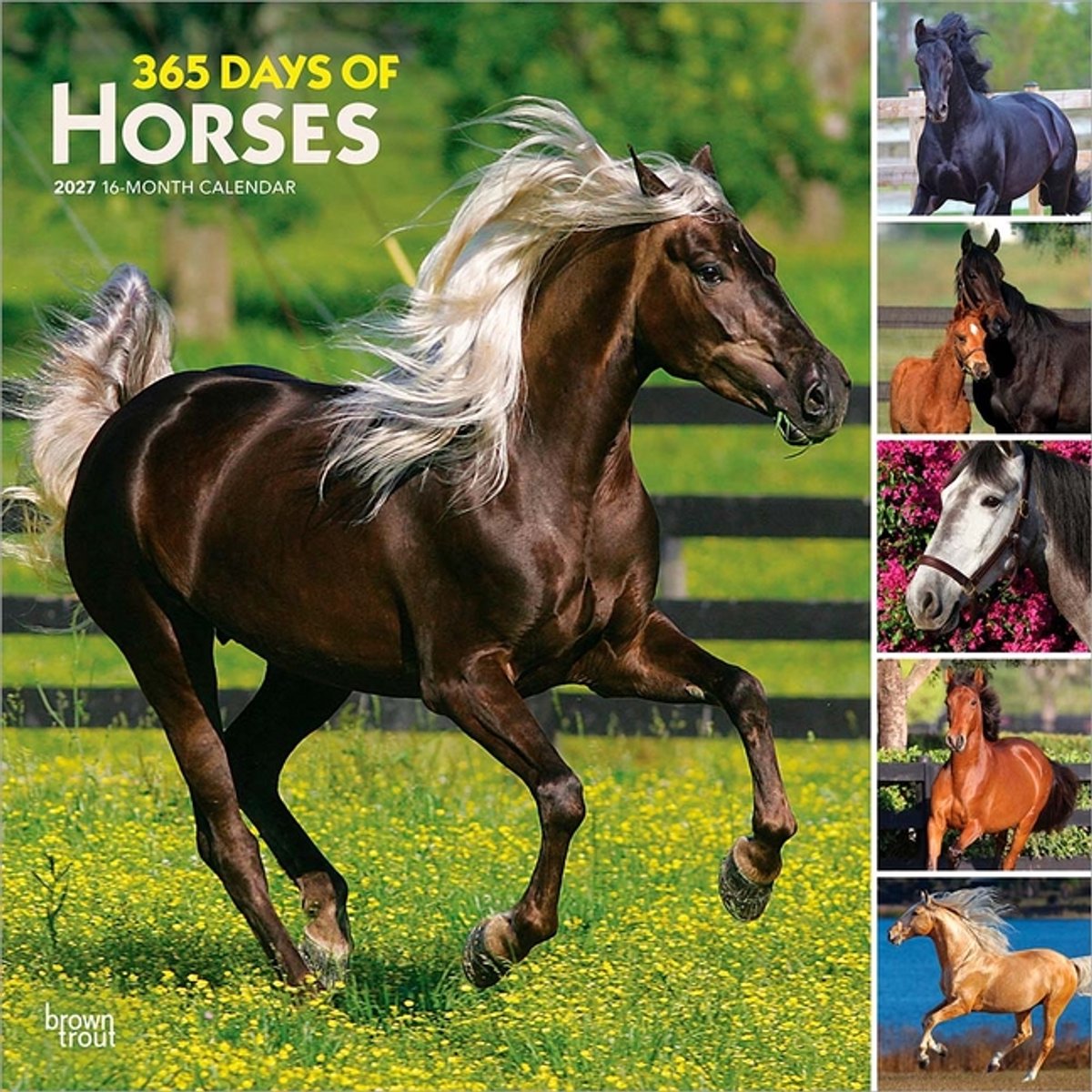 I Love Horses 365 Days Kalender 2027