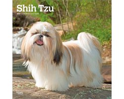 Shih Tzu Kalender 2027