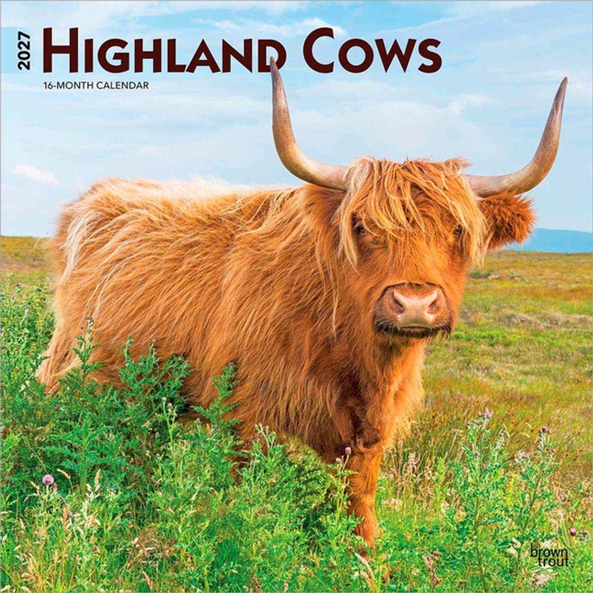 Schotse Hooglander Kalender 2027