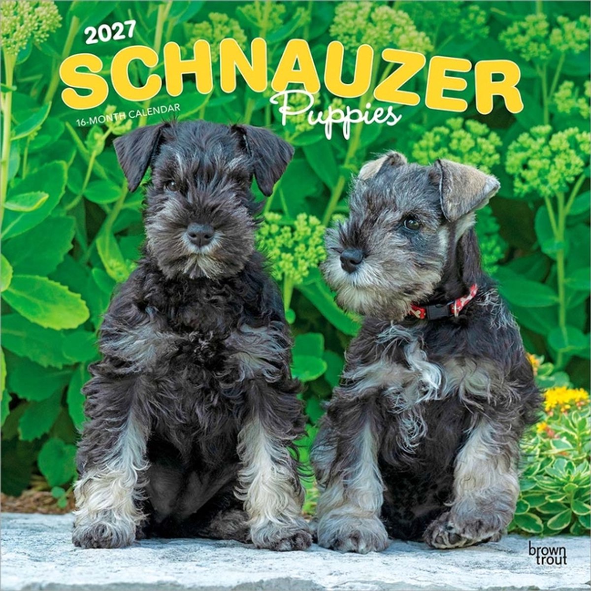 Schnauzer Puppies Kalender 2027