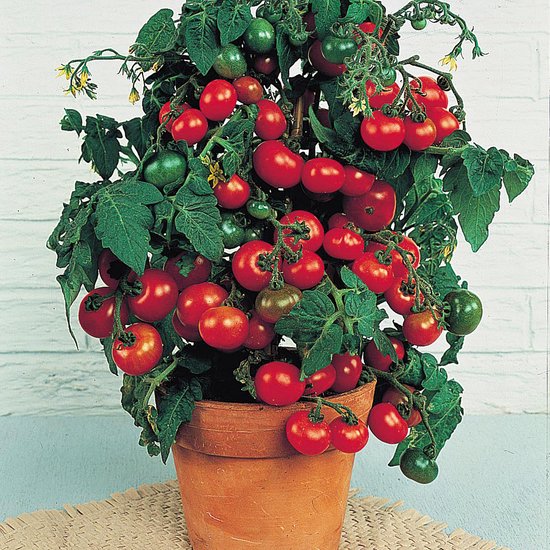 Compacte tomatenplant met rijpe rode en groene kerstomaten in een terracotta pot.
