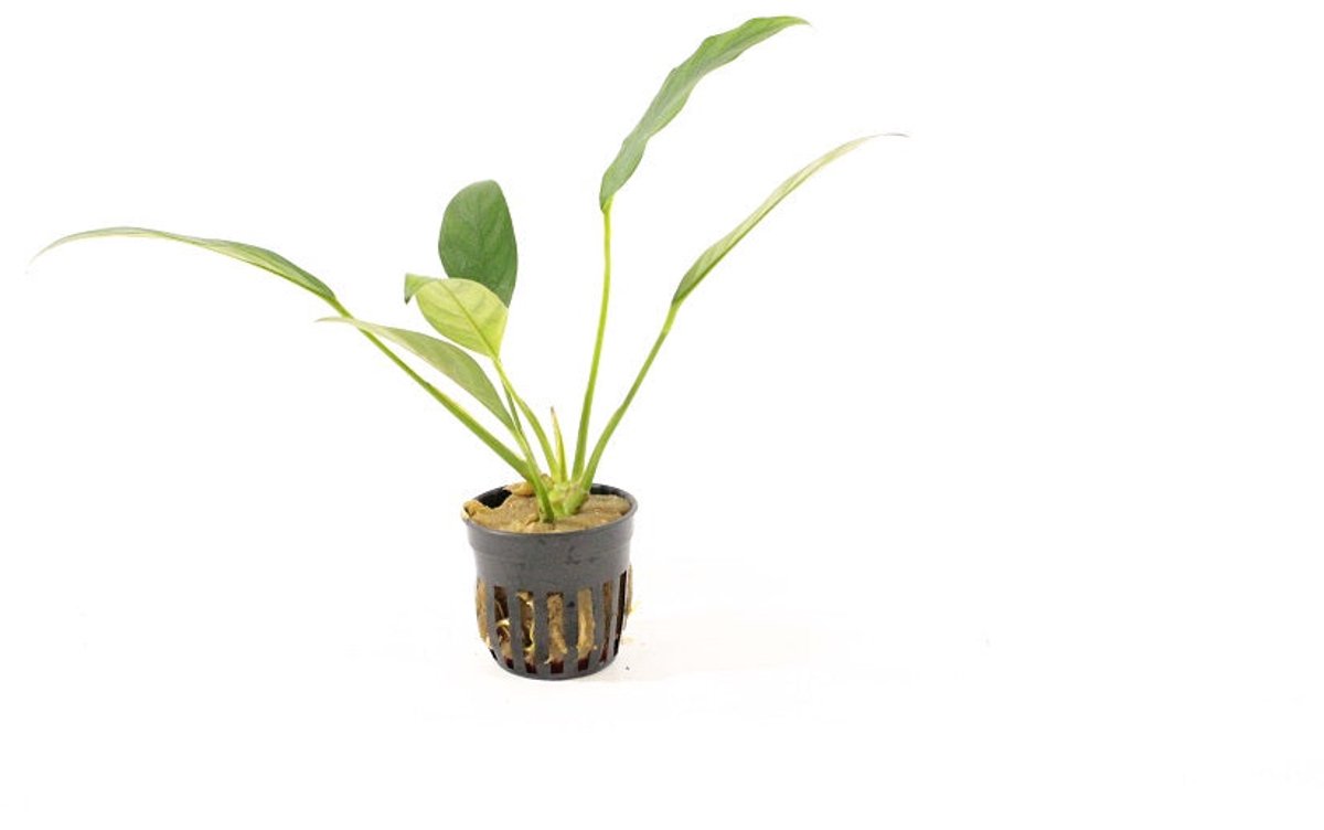 HS Aqua Anubias Congensis | Speerblad | in 5 cm pot