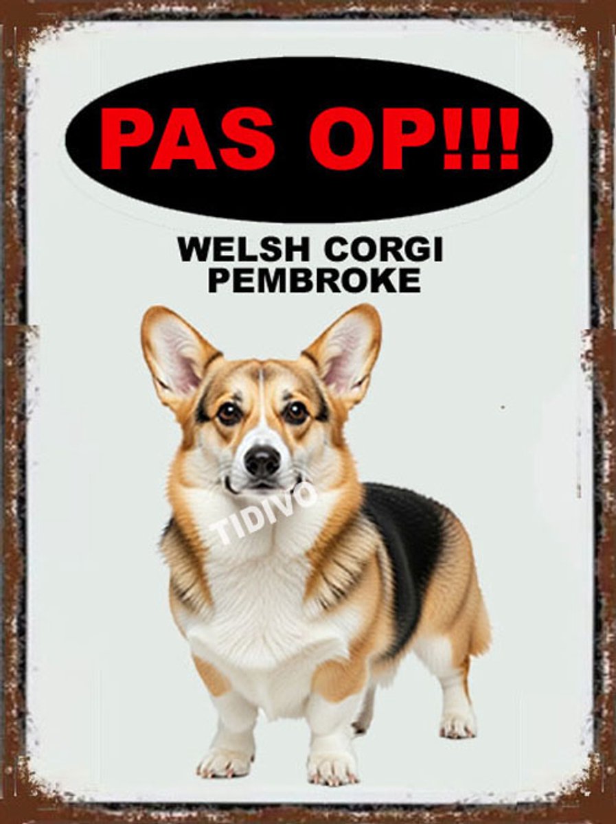 Welsh Corgi Pembroke 17