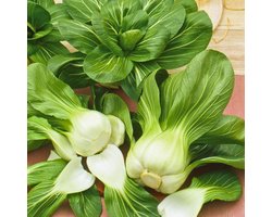 Sluis Garden - Paksoi Green Fortune F1