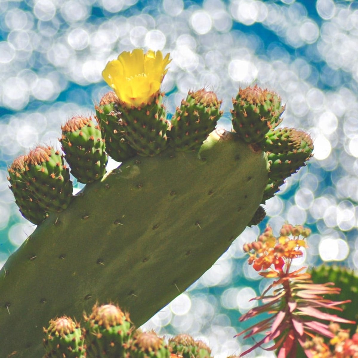 Geurolie - Cactus Bloem - 500 ml