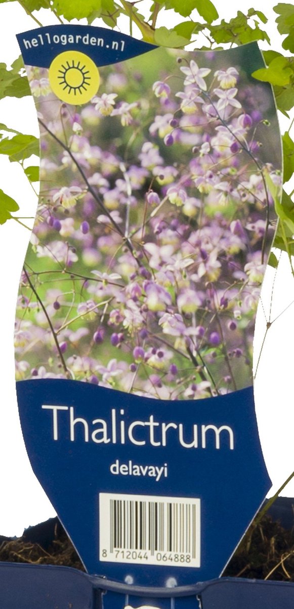 Griffioen - Thalictrum delavayi