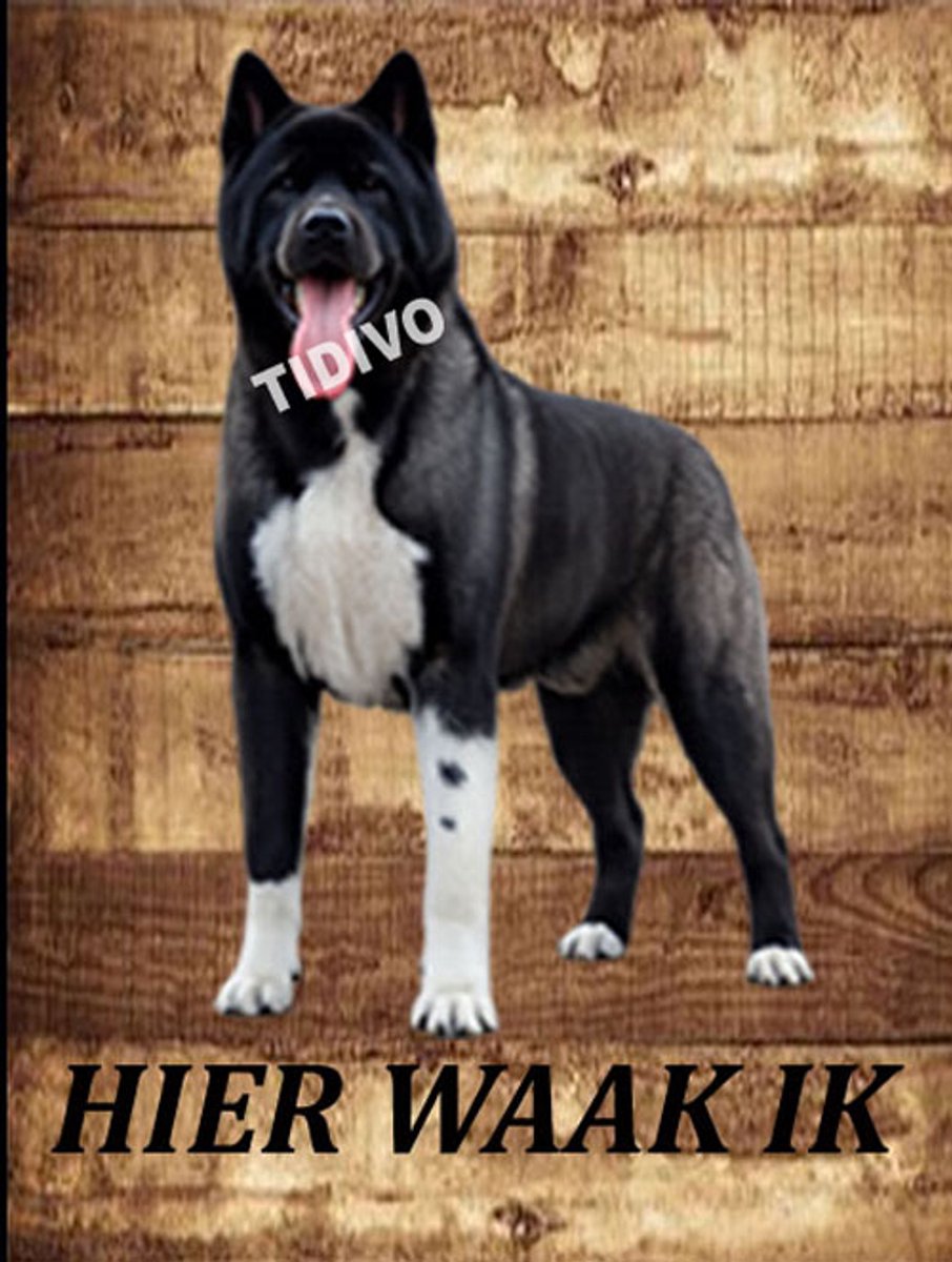 American Akita 20