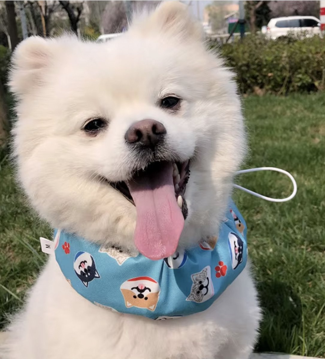 Dogs&Co Honden Koelbandana Verstelbaar – Maat S - Blauw Print – Comfortabel & Lichtgewicht – Voor Kleine en grote Honden