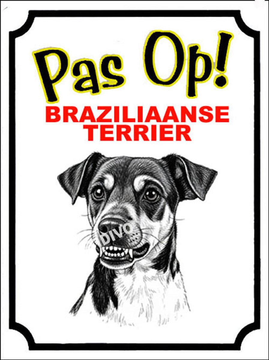 Braziliaanse Terrier 16