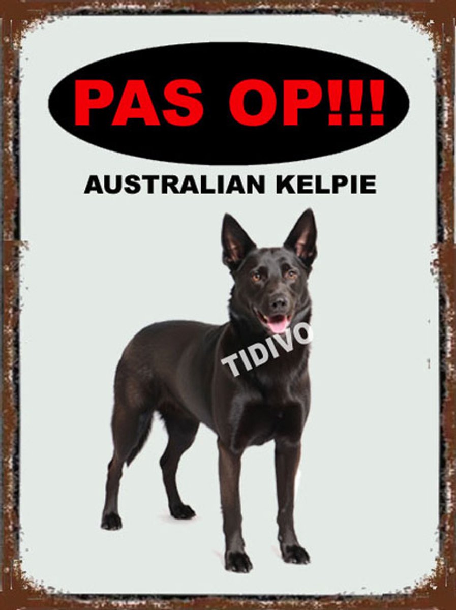 Australian Kelpie 17