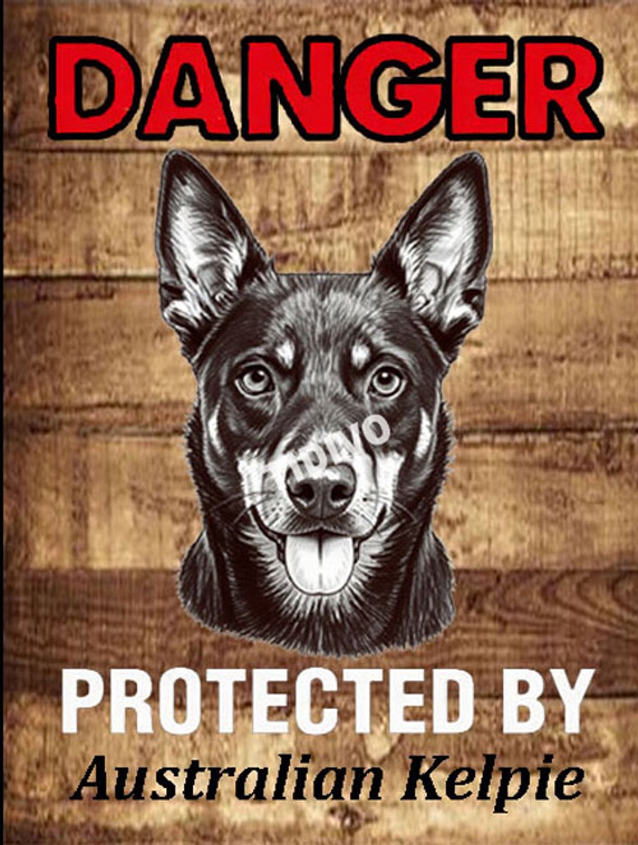 Australian Kelpie 19