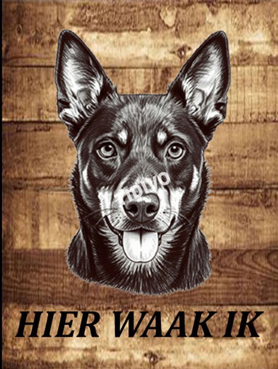 Australian Kelpie 20