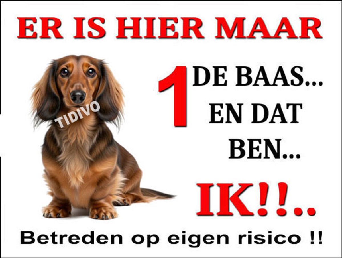 Dashond Dwerg, Langhaar 26