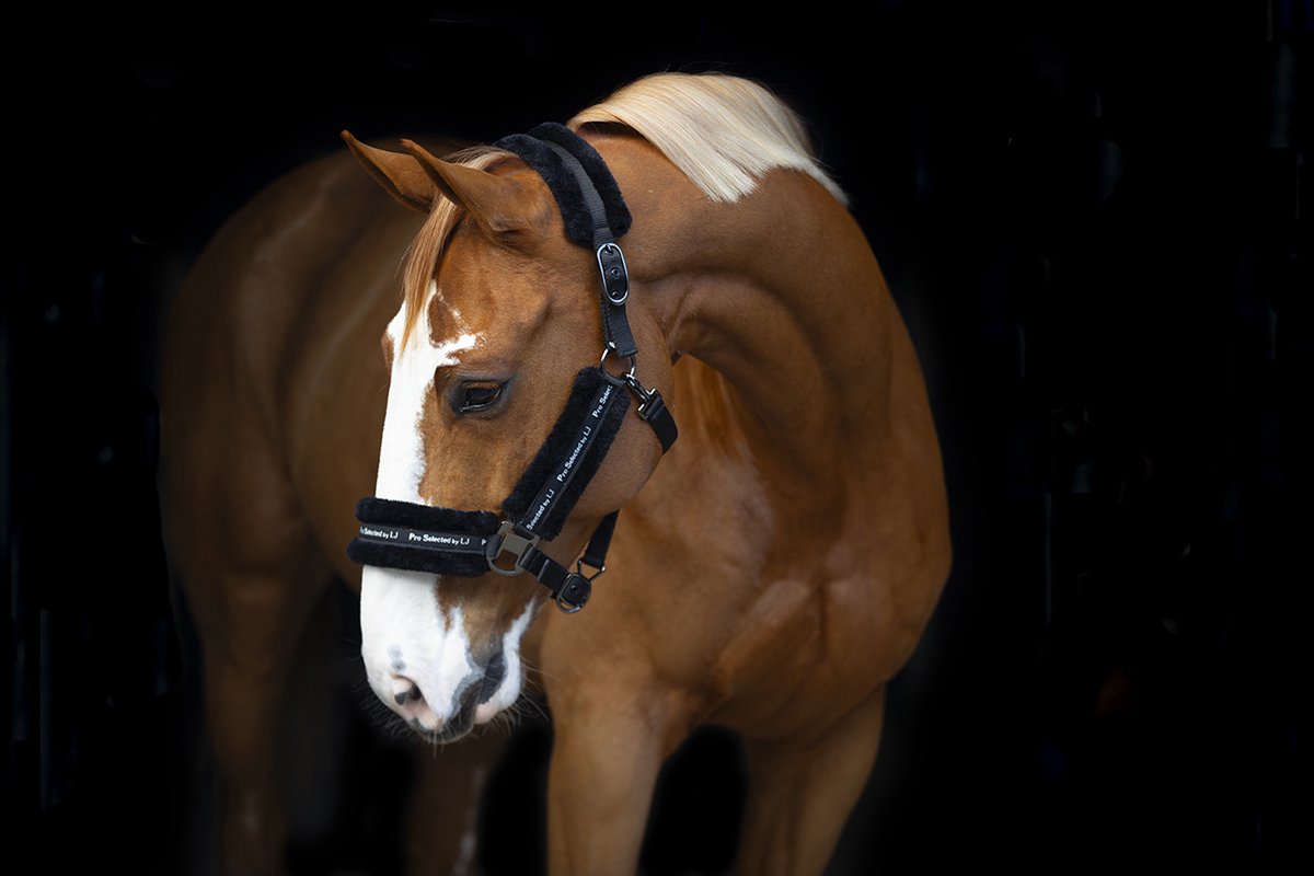 LJ Leathers Halster Nylon Met Vacht Cob Zwart