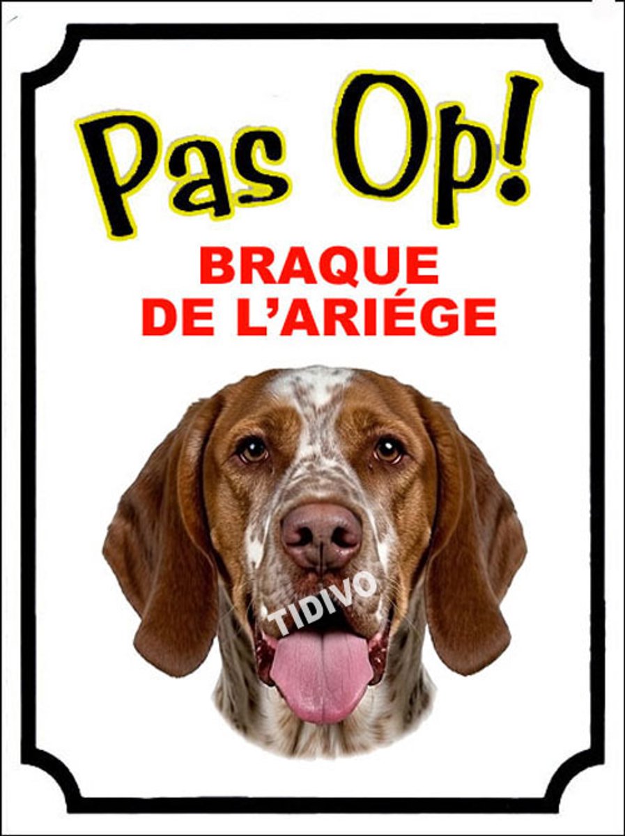 Braque de l'Ariège 16