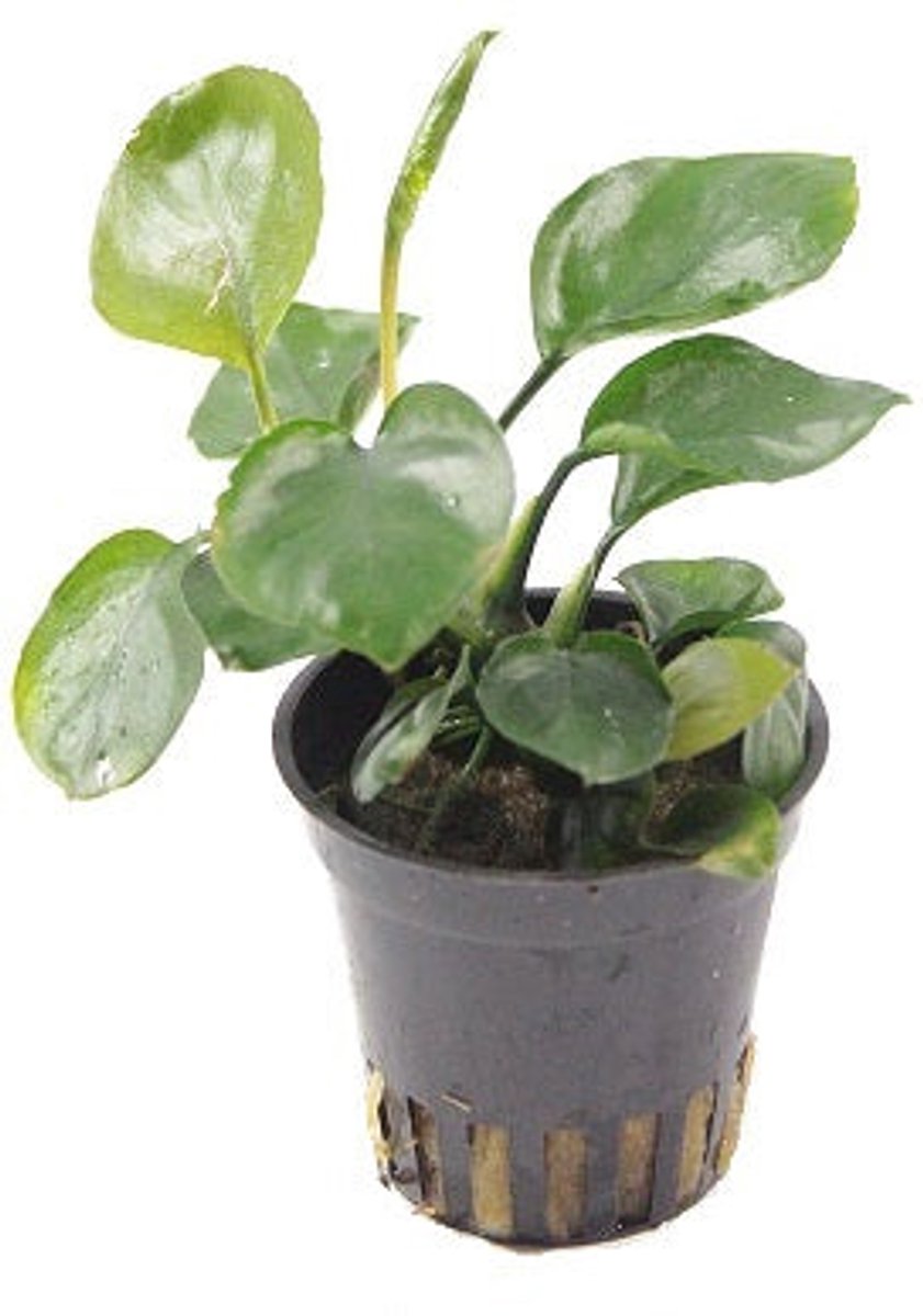 HS Aqua Anubias Nana Coin in 5 cm pot