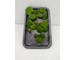 Kikkerbeet zwemplant - Drijvende waterplant - Vijver en aquarium - Snelgroeiende plant - 5 stuks - Lichtgroen