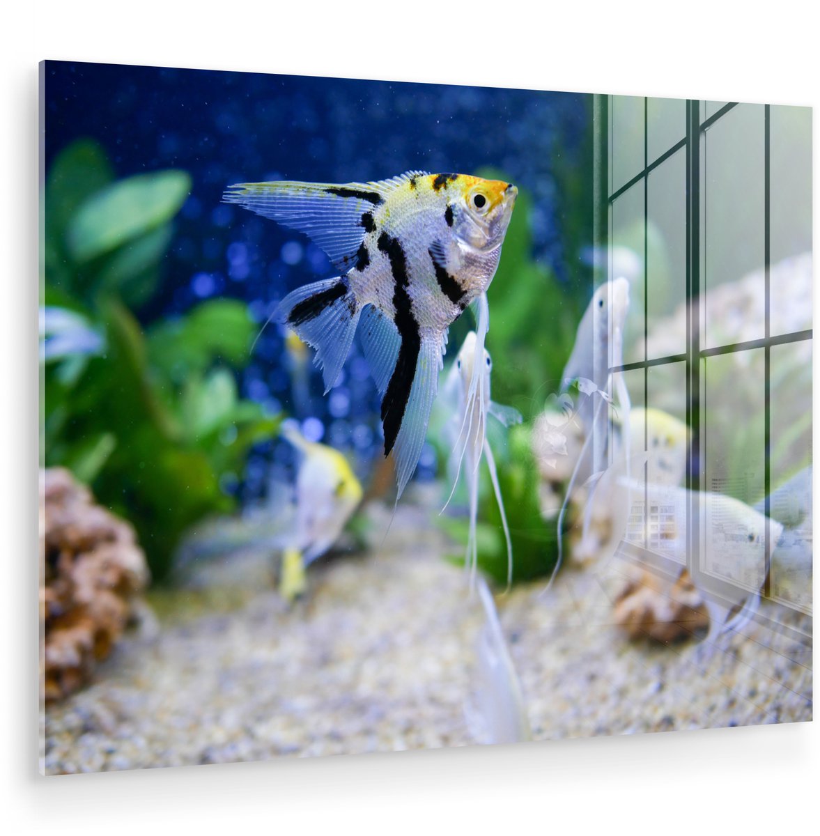 ® Glasschilderij 40x30 cm - Schilderij acrylglas - Aquarium - Vissen - Maanvis - Foto op glas - Muurdecoratie woonkamer - Wanddecoratie slaapkamer - Schilderijen