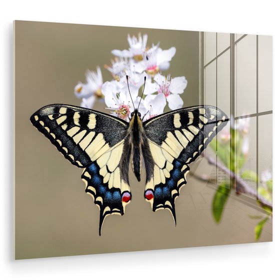 Glazen schilderij van een koninginnepagevlinder op bloesems, met reflectie van een raam.