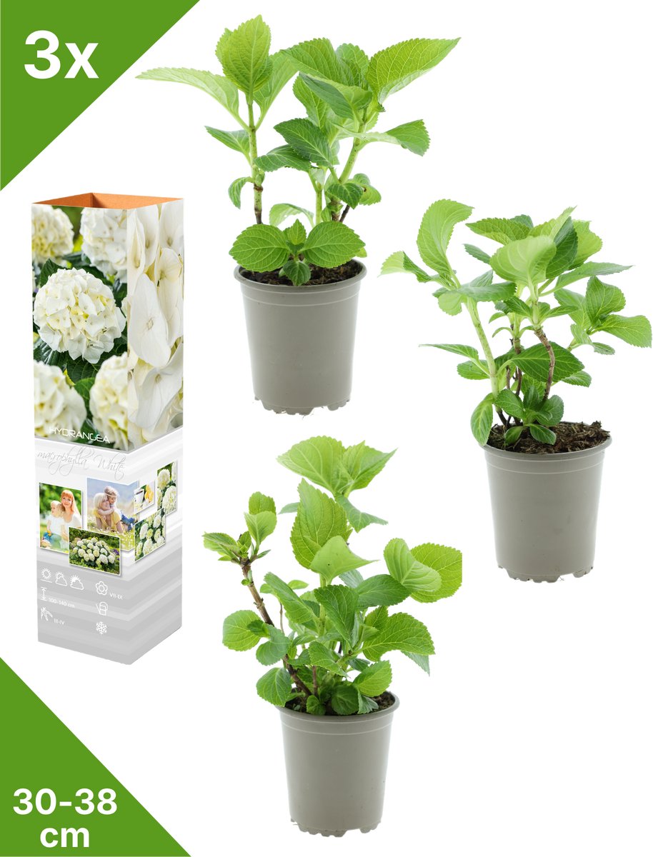 GARDENZO - 3x Hydrangea macrophylla 'Wit' (Hortensia) - in P9 Pot