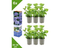 GARDENZO - 6x Hydrangea macrophylla 'Blauw' (Hortensia) - in P9 Pot