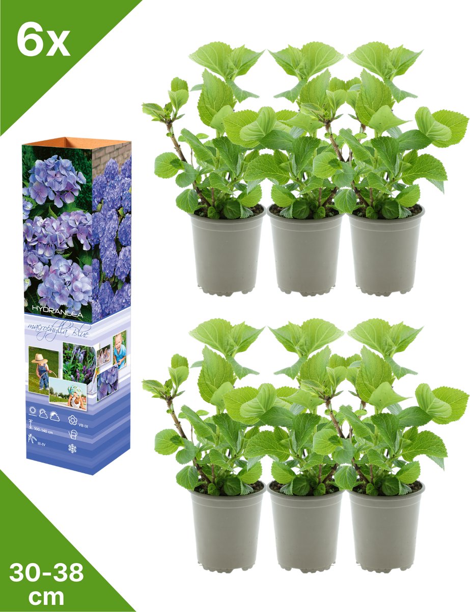 GARDENZO - 6x Hydrangea macrophylla 'Blauw' (Hortensia) - in P9 Pot