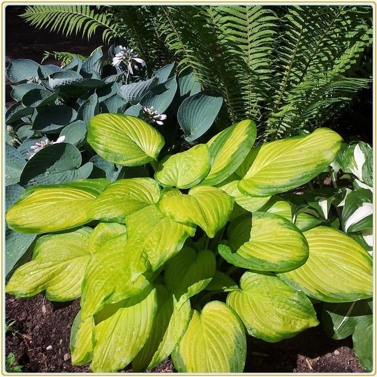 Hosta Planten - Vaste Planten - Tuin Decoratie - Makkelijk Groeiend - 10 Rhizomen - Multicolor