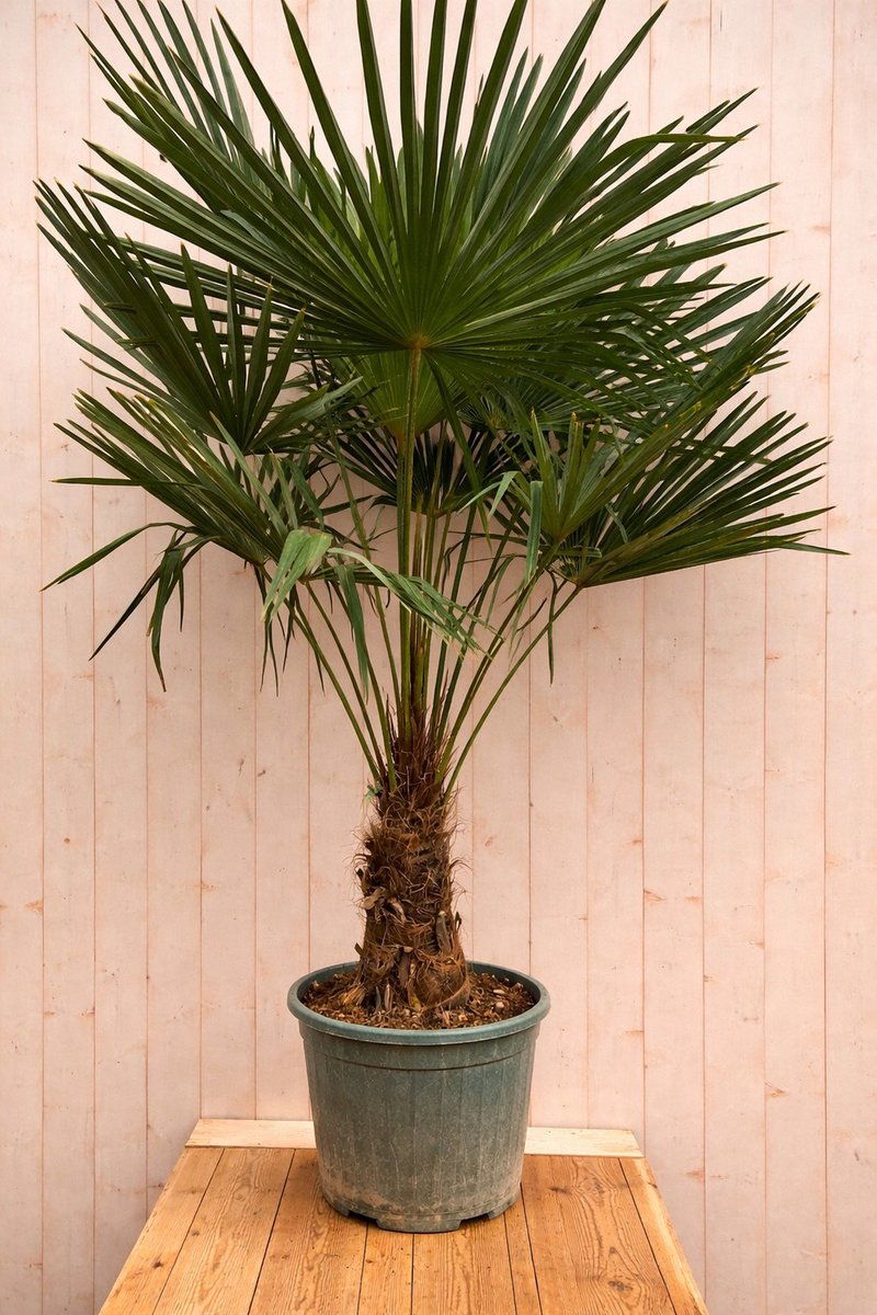 Warentuin natuurlijk - Chinese waaierpalm trachycarpus fortunei 190...