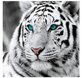 Close-up van een witte tijger met helderblauwe ogen en zwarte strepen.