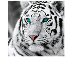 Diamond Painting - Witte Tijger voor Volwassenen - Diamant Painting Volledig Pakket - Ronde Steentjes - 30x30 cm - DIY 5D Diamanten