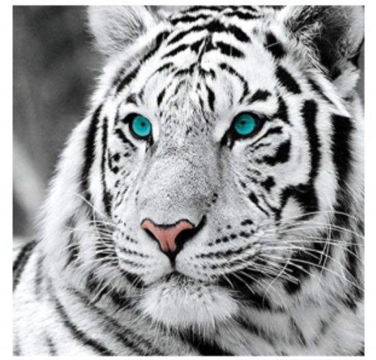 Goodli Diamond Painting - Tigre Blanc - pour Adultes et Enfants - Kit Complet Diamond Painting - Pierres Rondes - 30x30 cm - DIY 5D Diamants