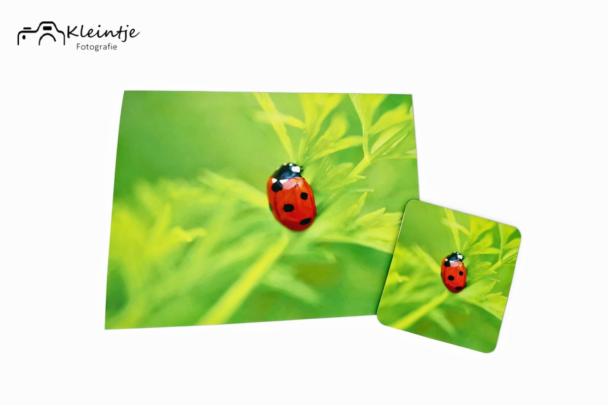 Kleintje fotografie Lieveheersbeestje wenskaart & magneet – Geluksbrenger uit de natuur