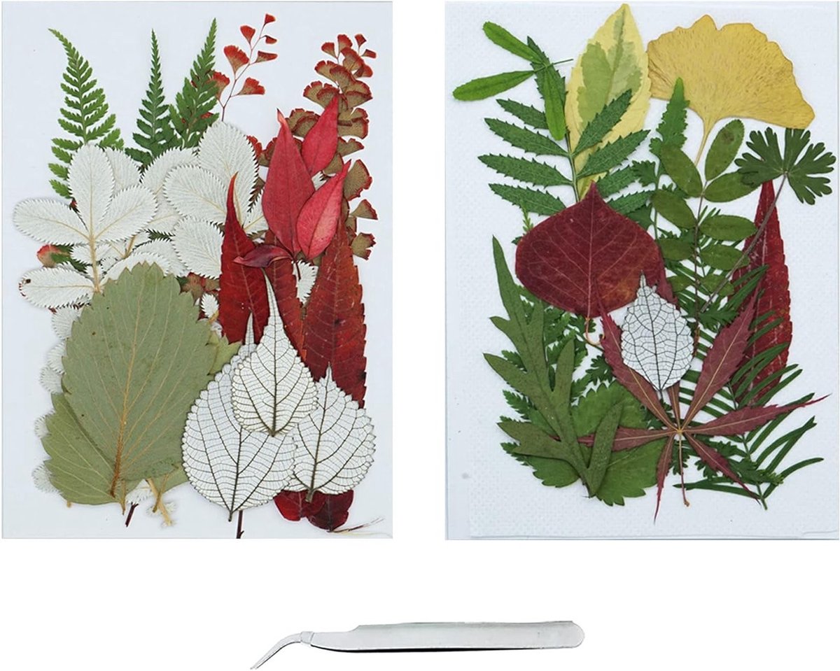 36 Stukken Gedroogde Bladeren - 22 Stijlen Geperste Natuurlijke Bloemen en Bladeren voor Ambachten, Hars, Sieraden en Nagelkunst