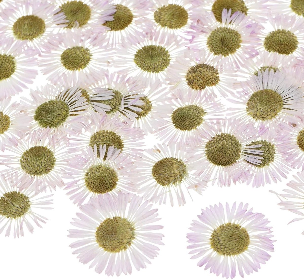 Set van 12 Gedroogde Persbloemen voor Resin, Natuurlijke Bloemen voor Ambachten, DIY Sieraden, Zeep, Scrapbooking en Kaarsen
