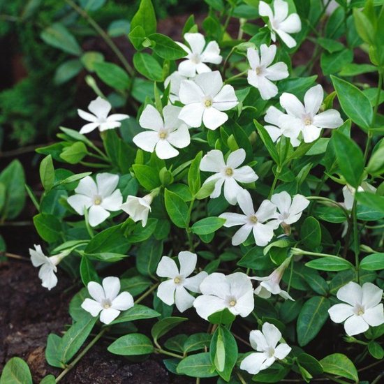 Vinca minor ‘Alba’ – 12x P9 – Witte Maagdenpalm Wintergroene Bodembedekker