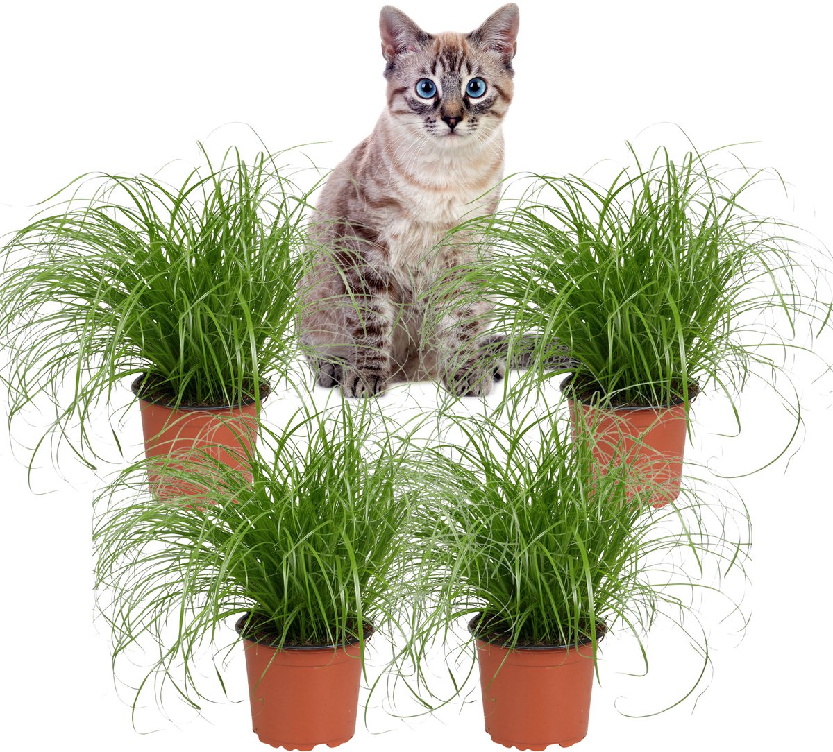 Cyperus Zumula – Kattengras – Set van 4 Kamerplanten – Diervriendelijk – 30 cm – Pot 12 cm